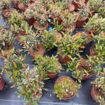 Červienka Fraserova (Photinia × fraseri) ‘LITTLE FENNA’ - výška 15-25, kont. C2L